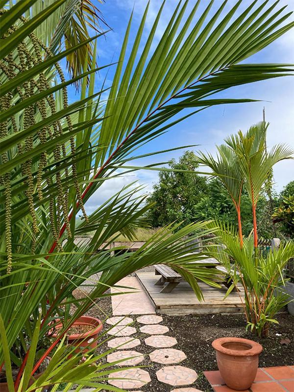 Villa La Roserie Ducos Zewnętrze zdjęcie